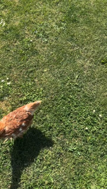 Quand le shooting photo tourne en « l’agent immobilier dans le pré » 🐔📸🤣 

La mission initiale c’était prendre des photos, la secondaire d’attraper les poules 😅😆

#immobilierlemans #shooting #poules #humour #lemans